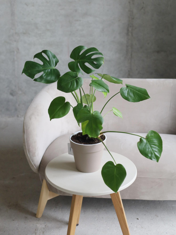 Монстера Делициоса Монстера Делициоса