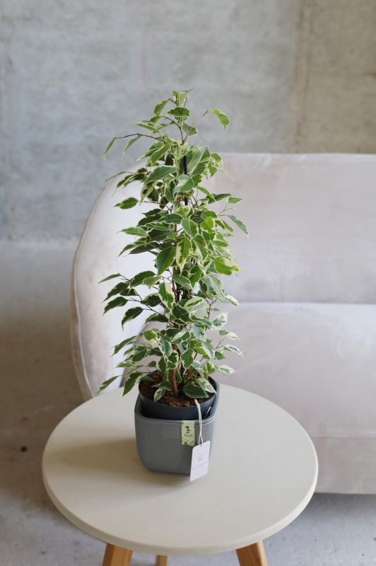 Фикус Твайлайт