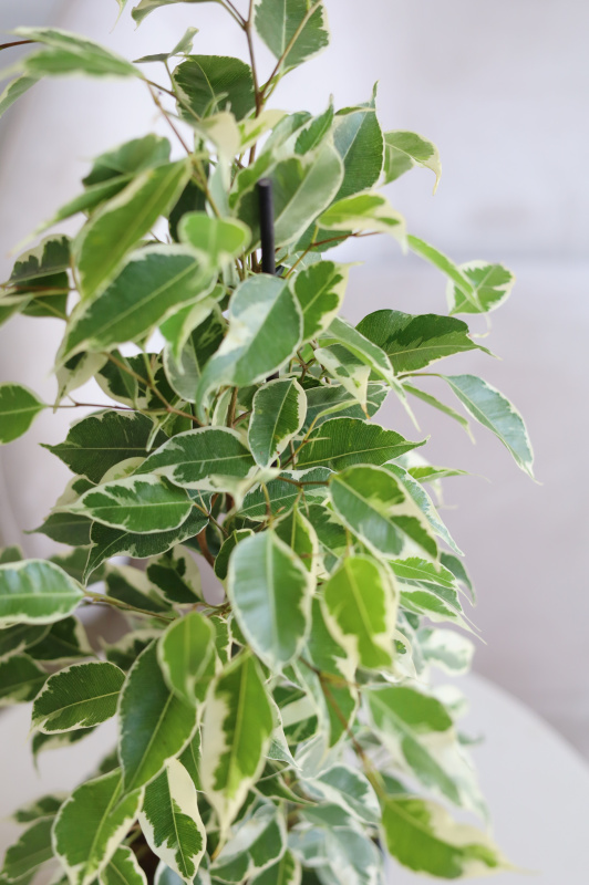 Фикус Твайлайт