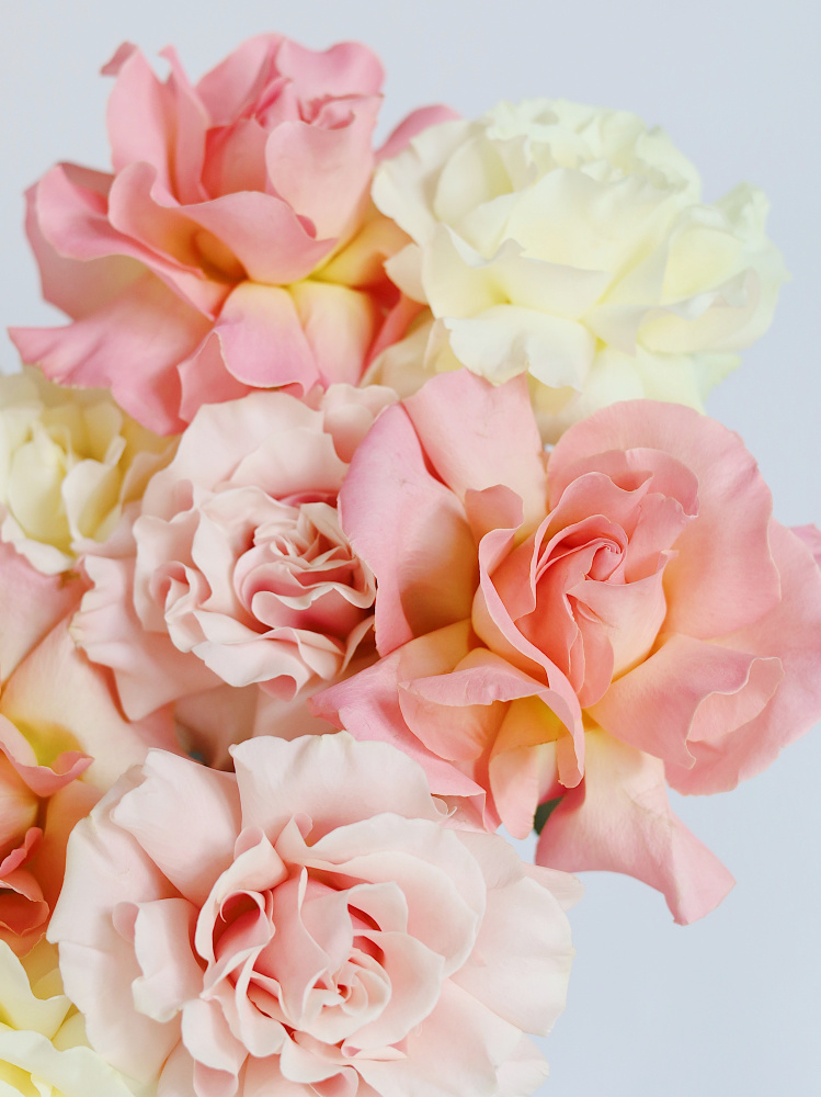 БУКЕТ 11 ФРАНЦУЗСКИХ РОЗ БУКЕТ 11 ФРАНЦУЗСКИХ РОЗ