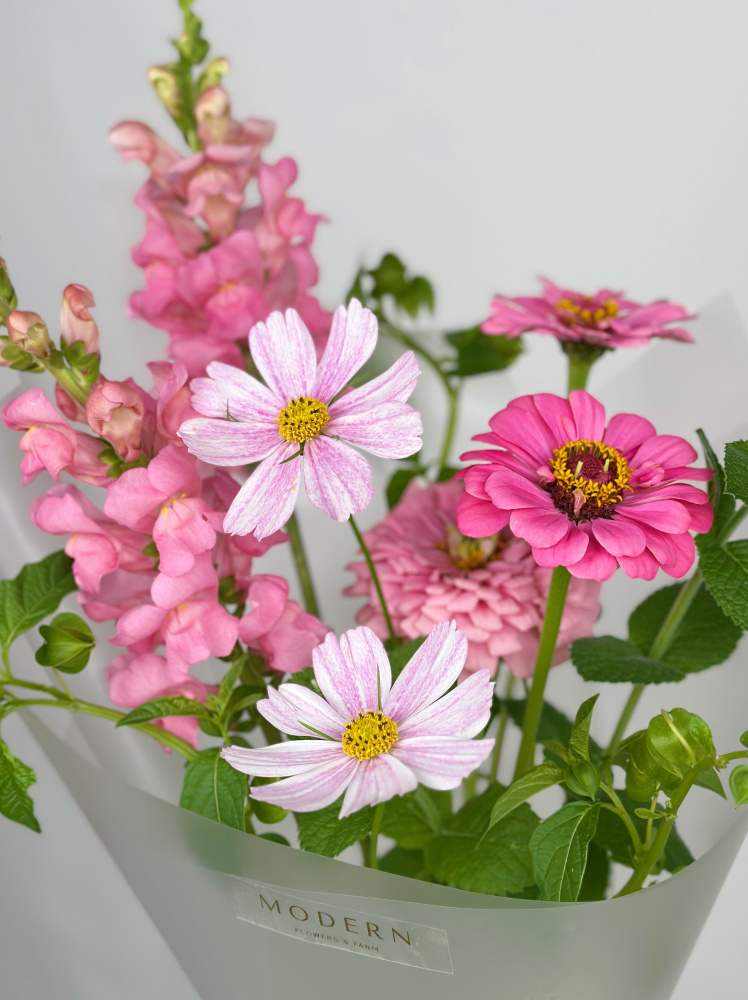 НЕЖНЫЙ БУКЕТ С ЦИННИЕЙ И КОСМЕЕЙ