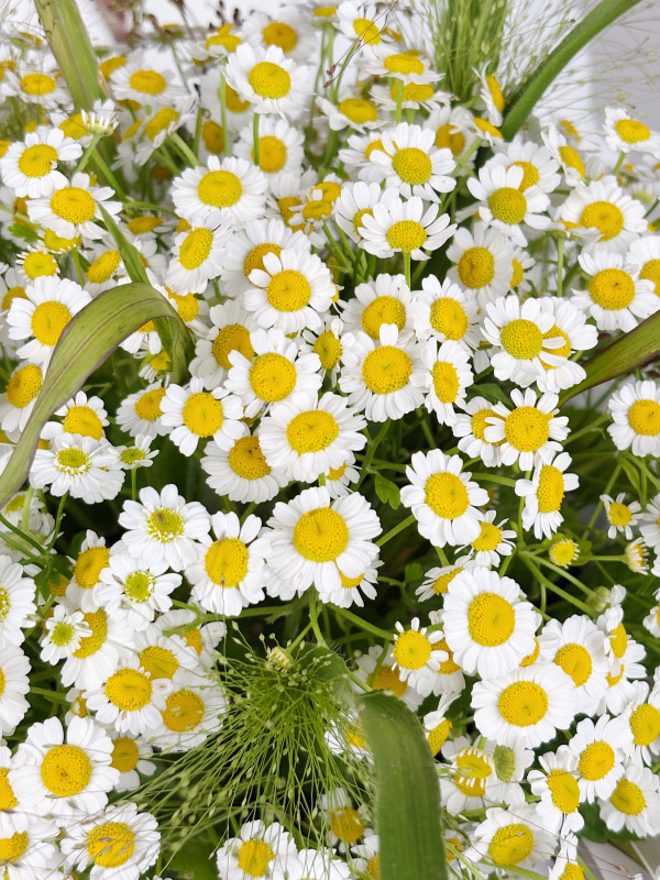 КОРЗИНА С РОМАШКОЙ И ЗЛАКАМИ КОРЗИНА С РОМАШКОЙ И ЗЛАКАМИ